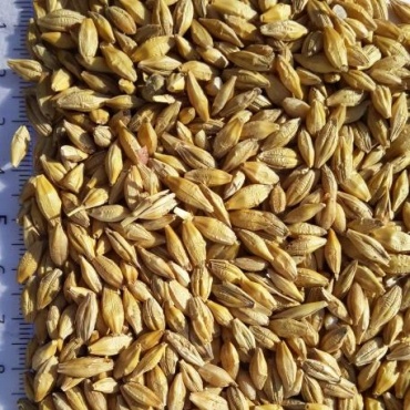 BARLEY