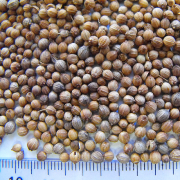 CORIANDER